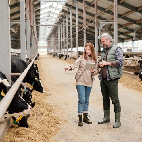 Young pretty female worker of contemporary animal farm pointing at one of purebred milk cows while discussing its characteristics with colleague